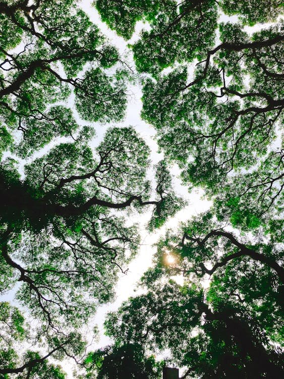 A canopy of green tree branches showing crown shyness, where branches stop just short of touching, creating natural gaps that allow sunlight to shine through.