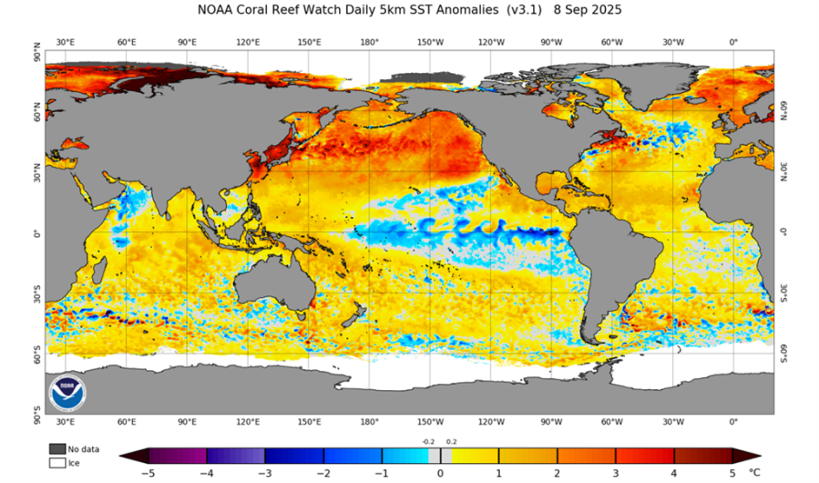 Warm Water Anomaly in Northeast Pacific